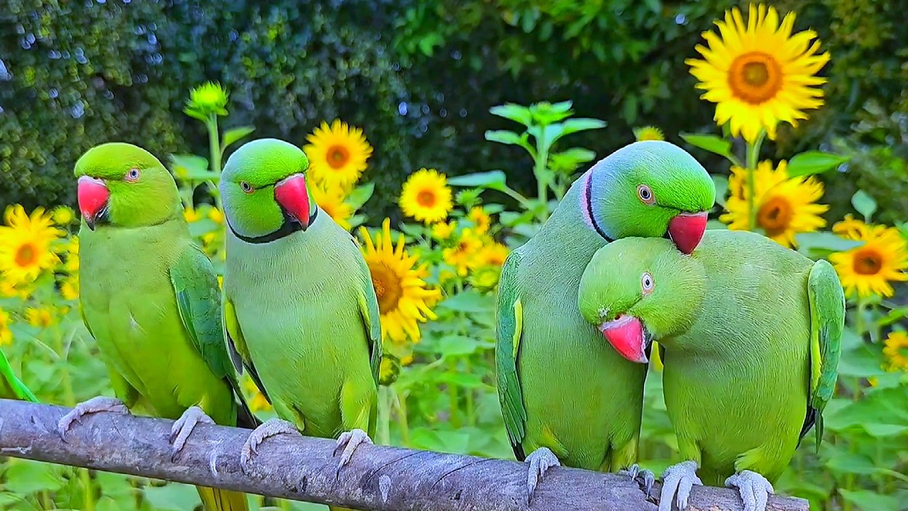 Natural Parrot Sounds & Talking