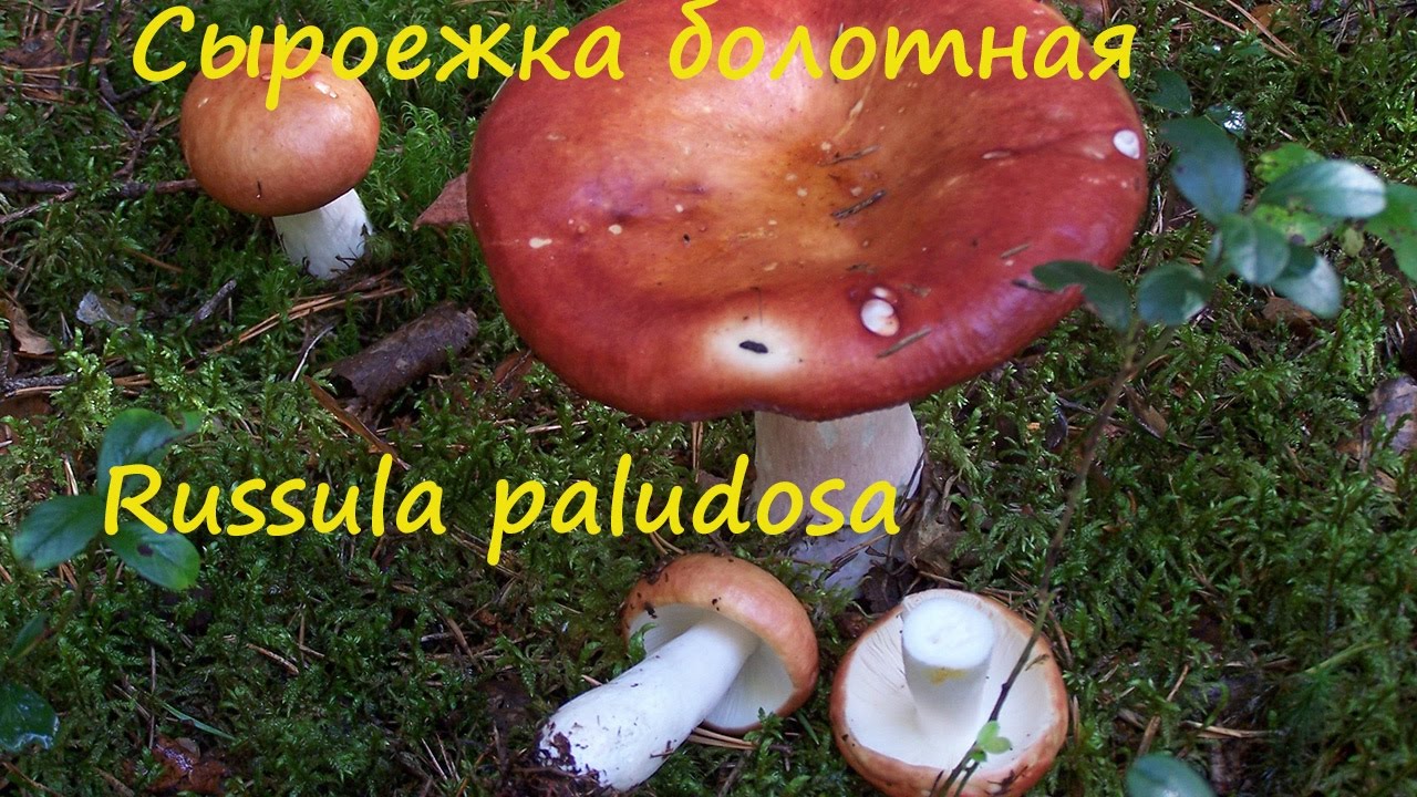Сыроежка болотная -  хороший гриб.
