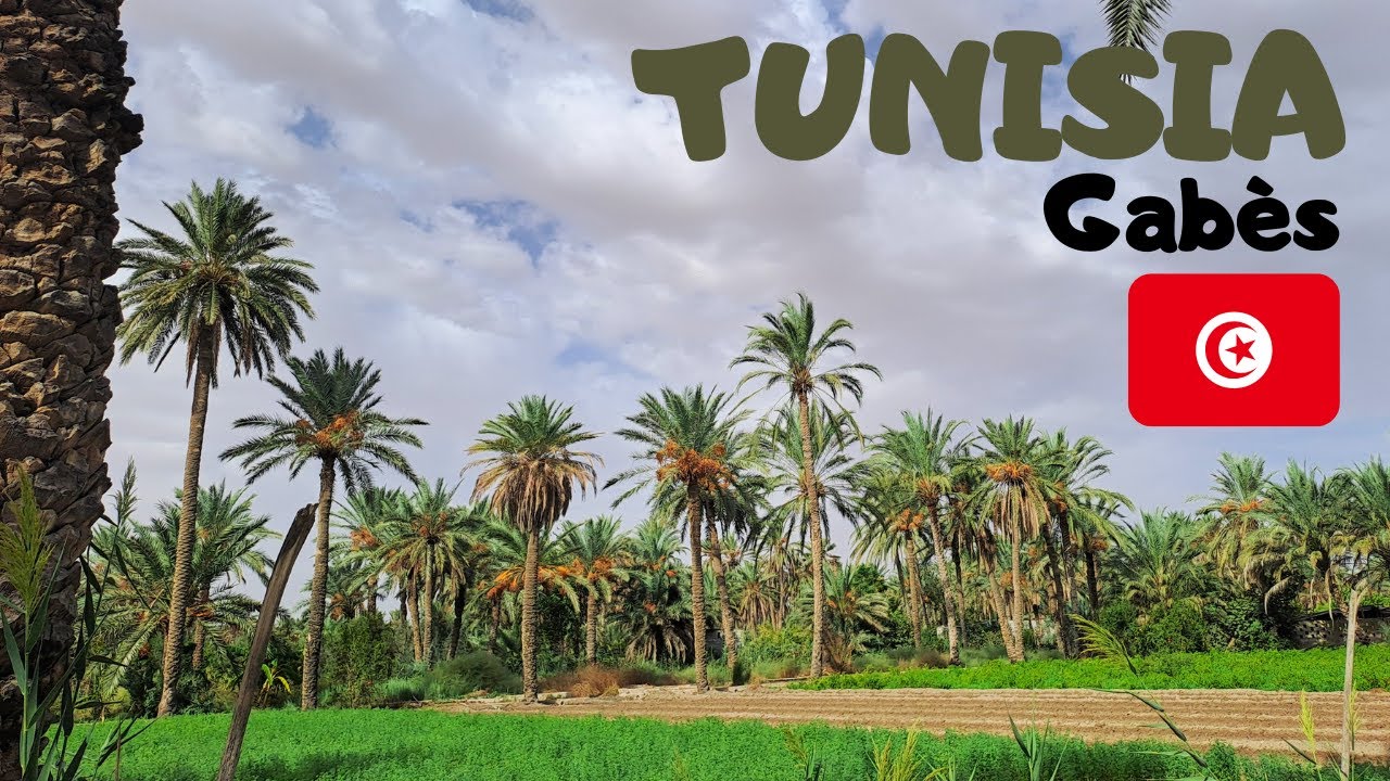 TUNISIA 17 – Gabès e il suo palmeto (with English subtitles!)