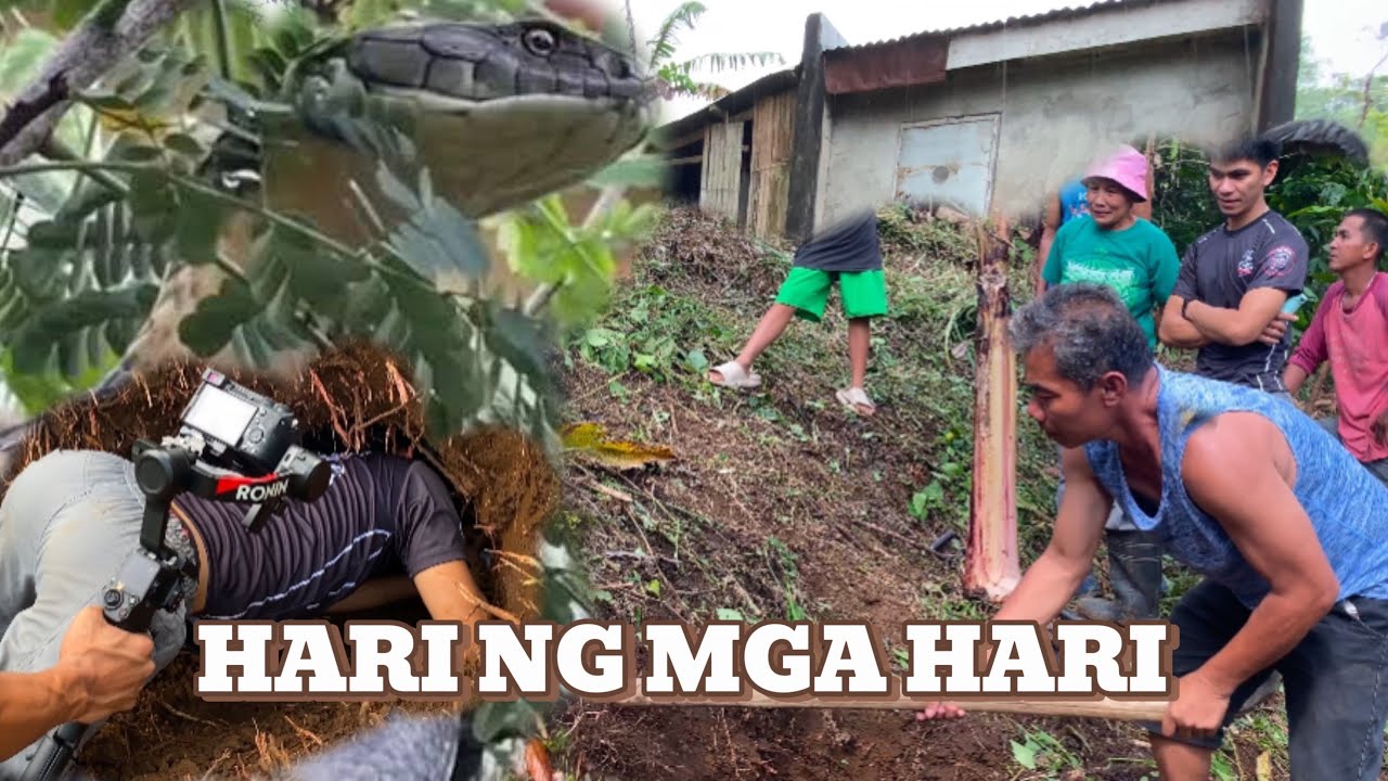 HARI NG MGA KING COBRA NAG PAKITA NA PART 1 #cobraprince #kingcobra