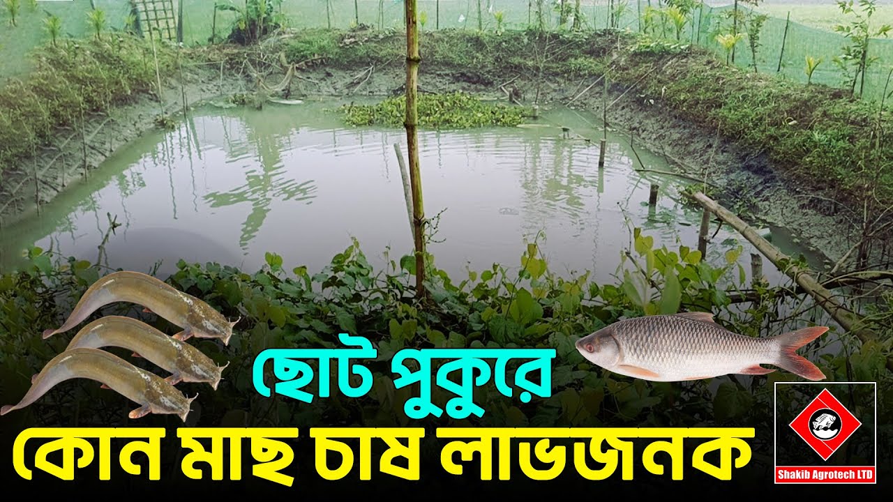 ছোট পুকুরে মাছ চাষ || Shakib Agro || ছোট পুকুরে কোন মাছ চাষ বেশি লাভজনক