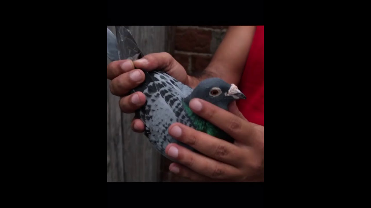 PALOMAS DE CARLOS SANTIAGO DE CUBA