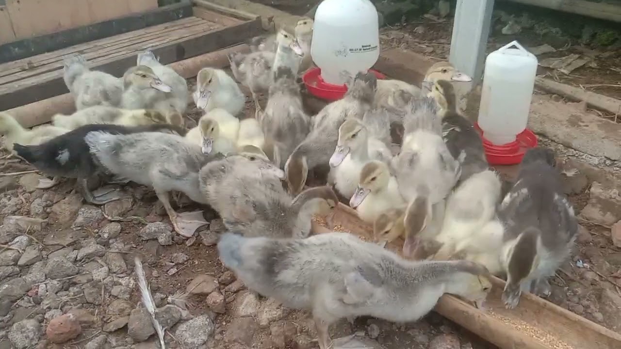 Memberi makan baby Entok usia 30 dan 20 hari 🦆🦆