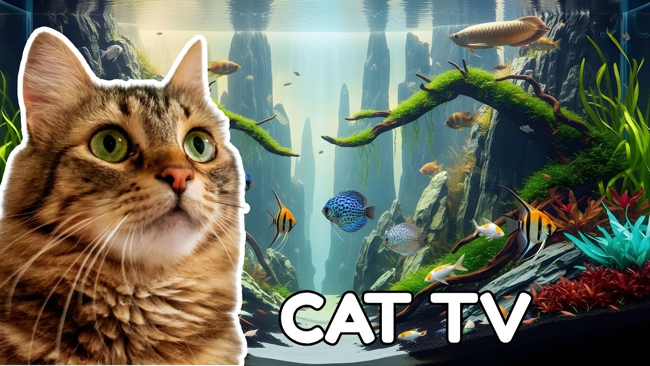 Cat TV | Watching Fish Move Underwater –  2 Hours for Cats EP.12