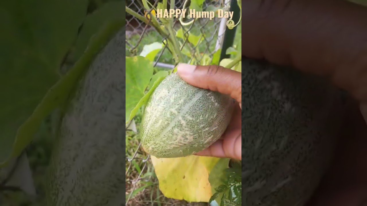 #Late Season Melon Growing