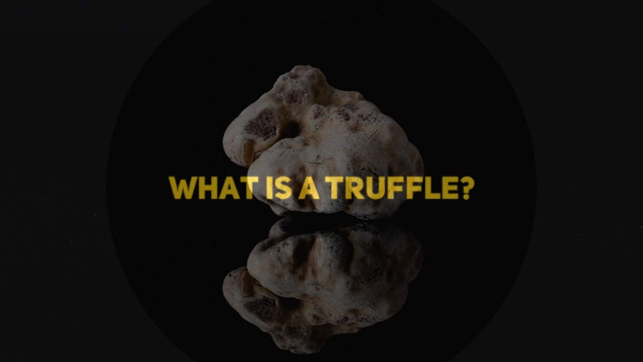 What is a Truffle and Why They Are So Unique And Special
