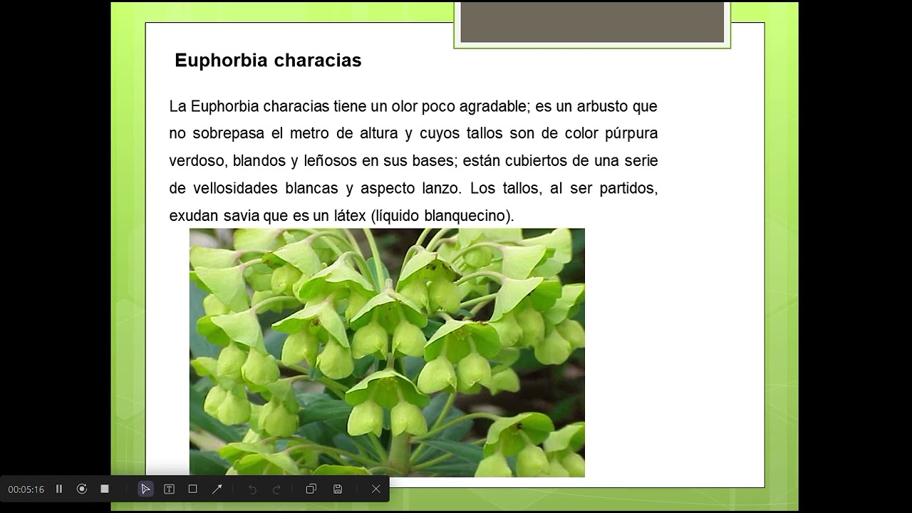 Familia Euphorbiaceae