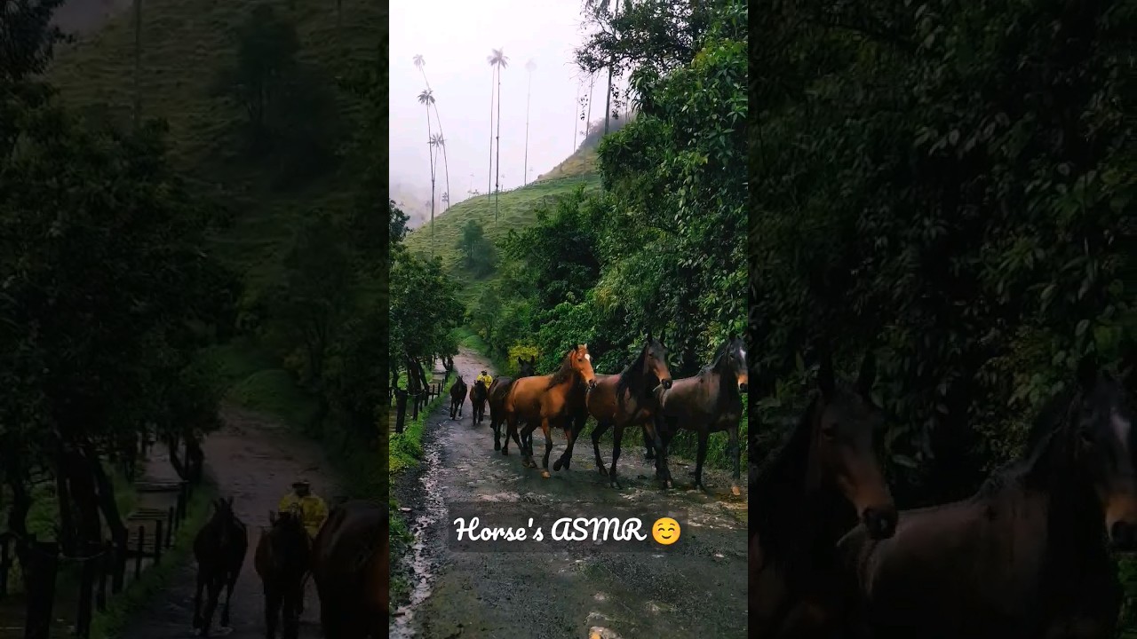 🇨🇴 Once with a herd of horses in the Cocora Valley, Colombia