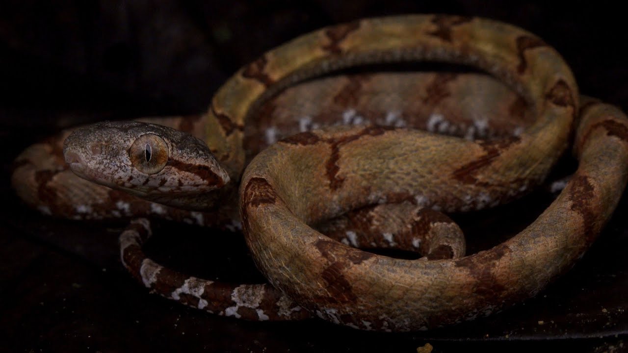 Baby Dog-toothed Cat Snake: Singapore Snakes