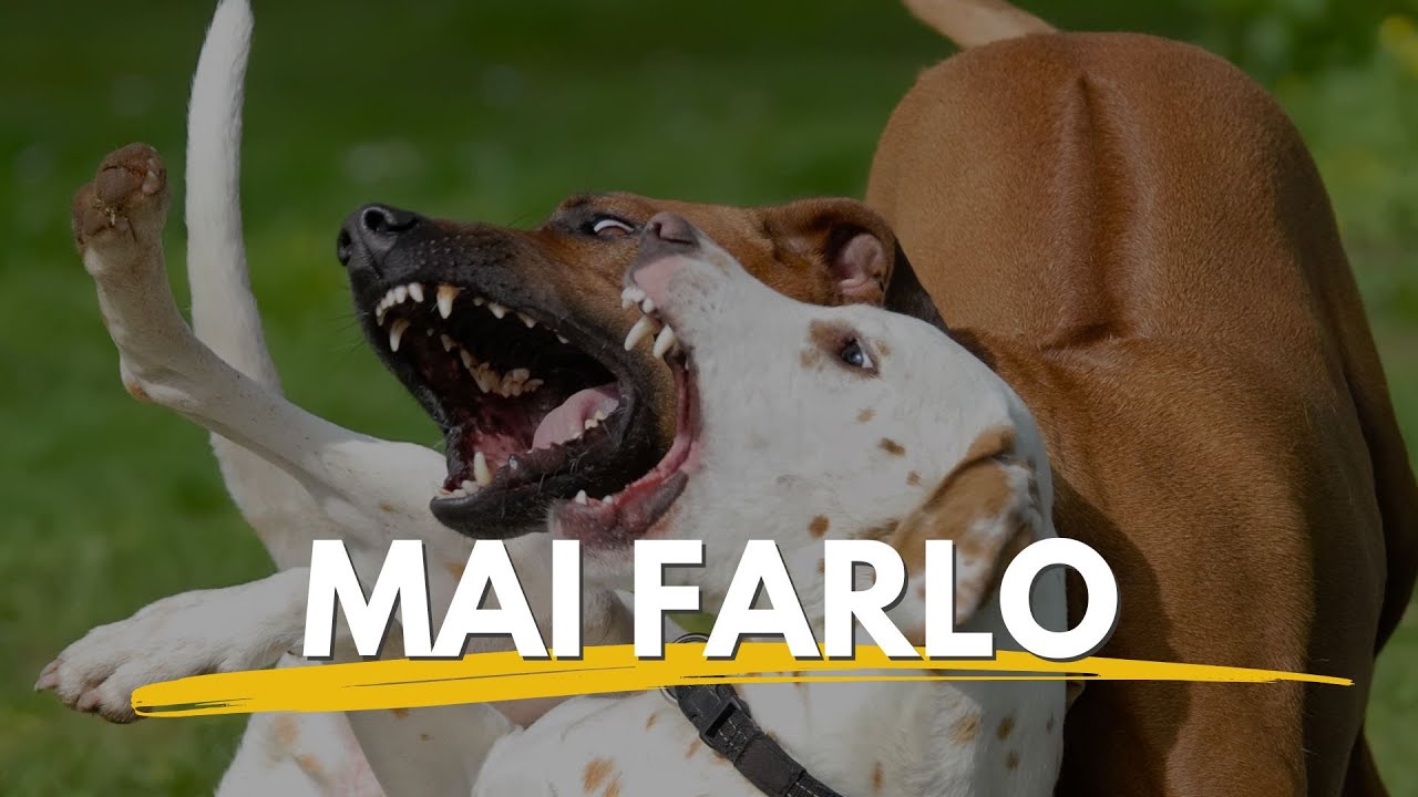 Cosa fare quando due cani maschi litigano?