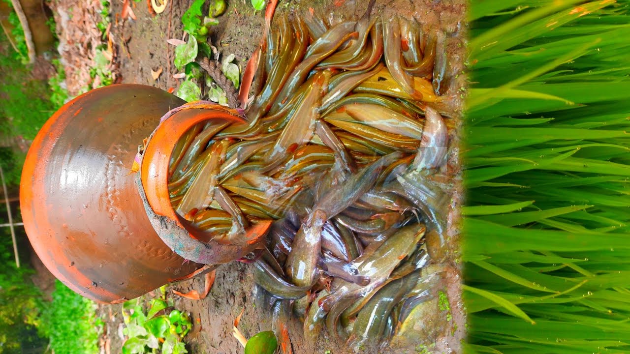 Fishing By Old Pitcher/Best Fishing Technique/প্রাচীন কলসি দিয়ে শিং মাছ ধরা