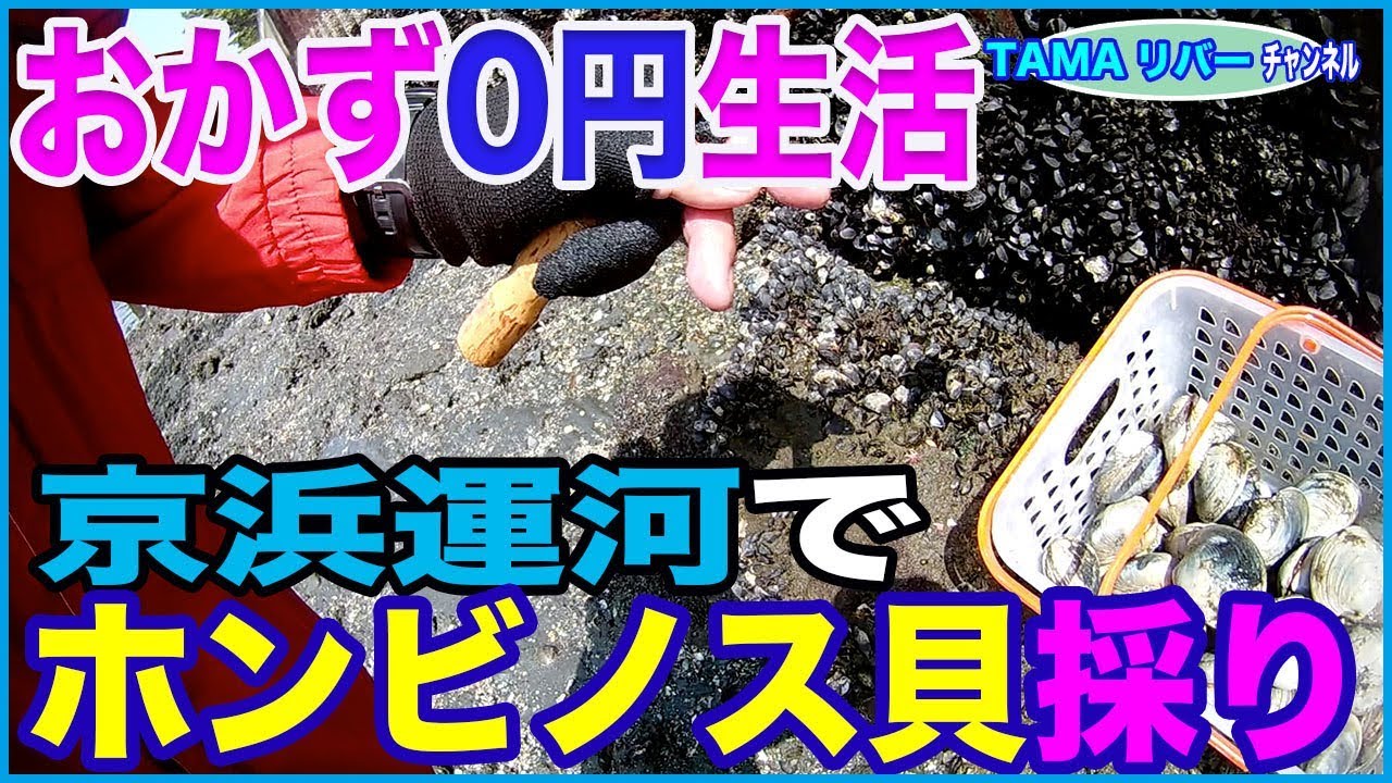【おかず0円生活】京浜運河で潮干狩り♪   ホンビノス貝採り