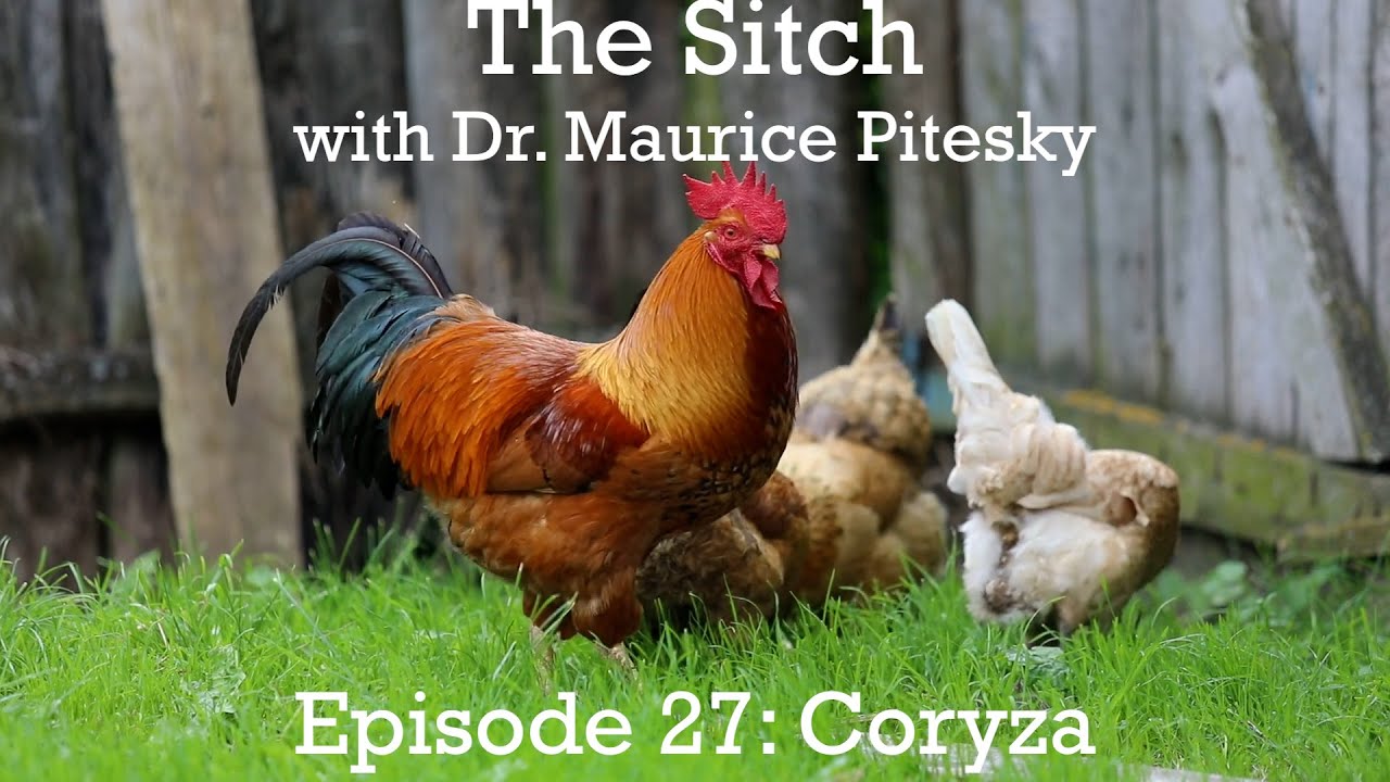 The Sitch: Episode 27 - Coryza
