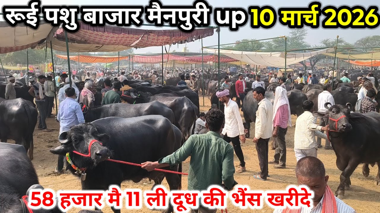 rui pashu mandi ll 10 मार्च 2026 ll रूई पशु मंडी ll 58 हजार मै 11 लीटर दूध की भैंस खरीदे  