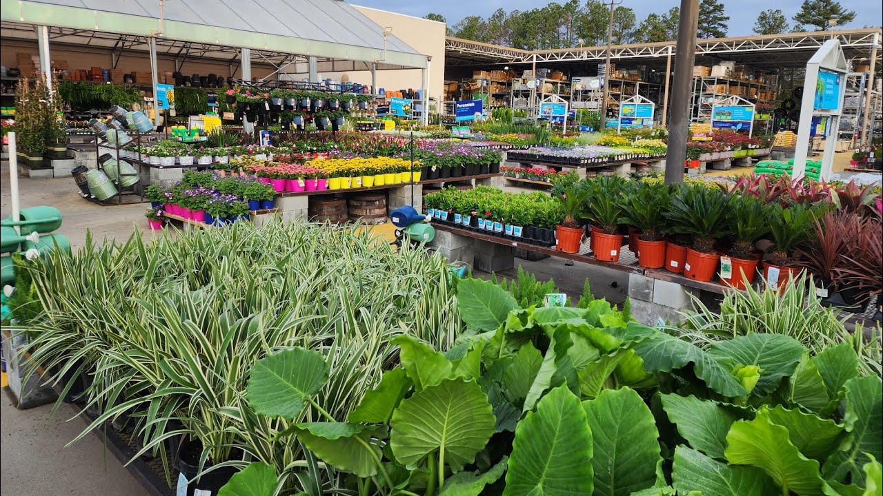 Lowes mid-March plant inventory. Every shelf is packed! Perennials, annuals, and shrubs!Zone 8a