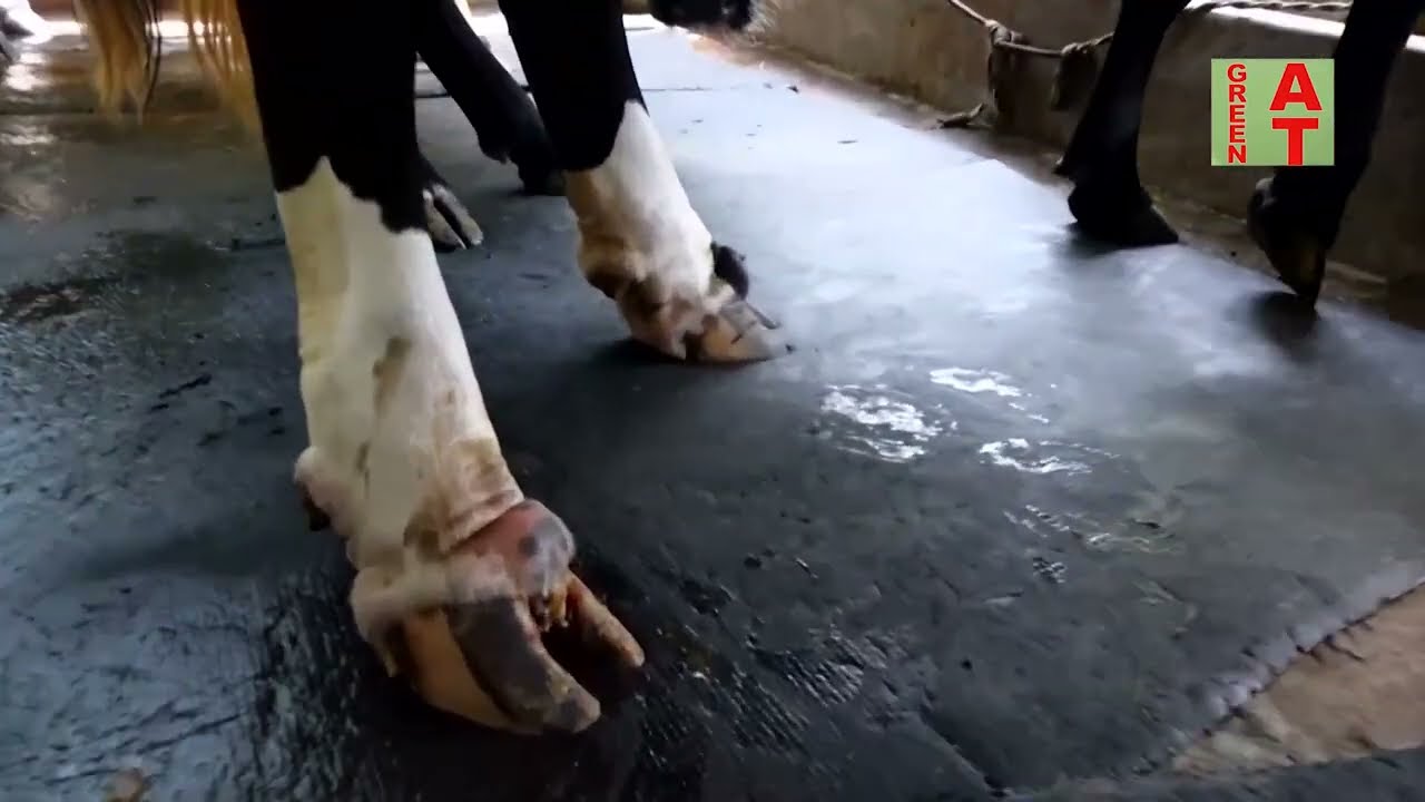 গরুর পায়ে পোকা হয় কখন | Dr. Mehedi Hasan | Bayezid Moral