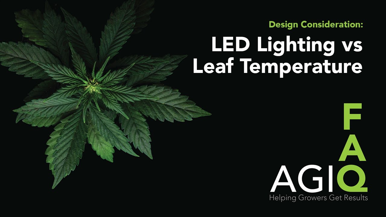 FAQ with AGIQ - LED Lighting vs Leaf Temperature (Episode 1)
