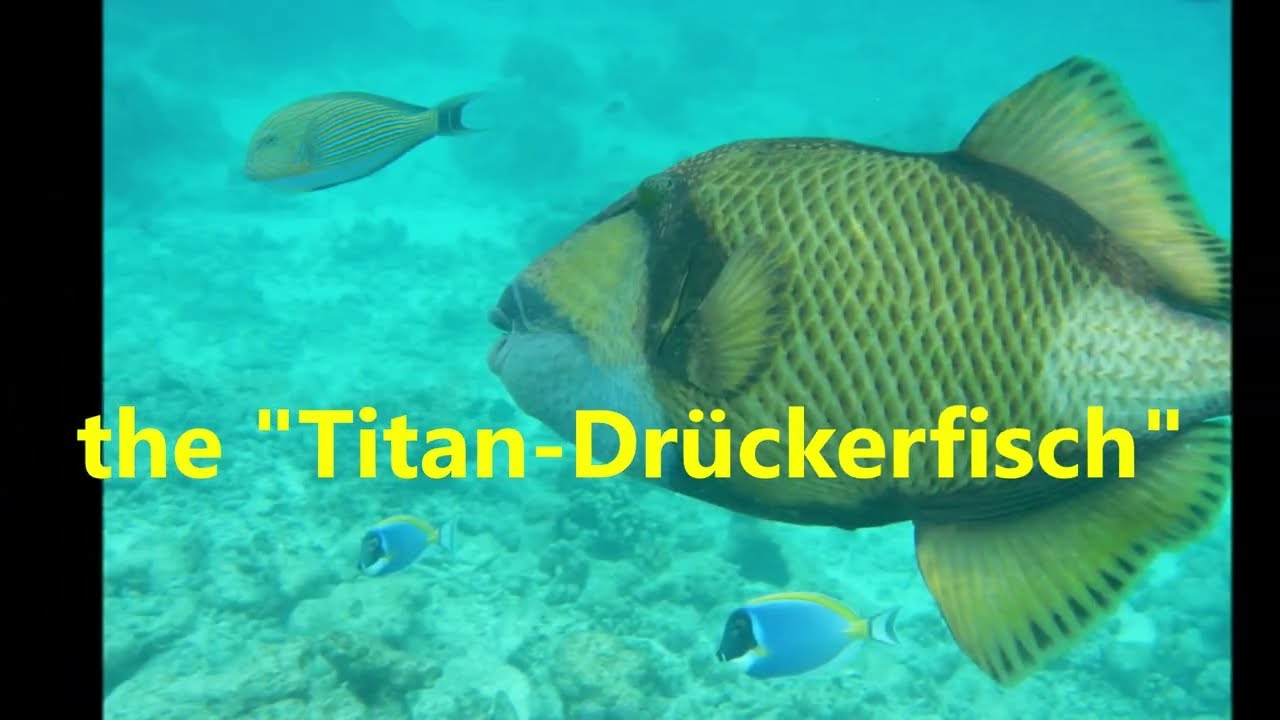Maledives Titan Fish, 2020