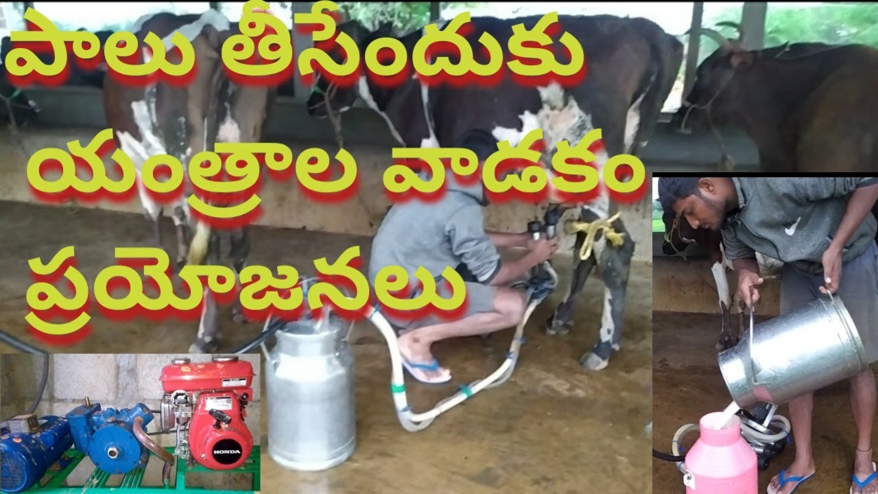 milking machine for small farms||Telugu Farmers|| పాలు పిండే యంత్రాలు
