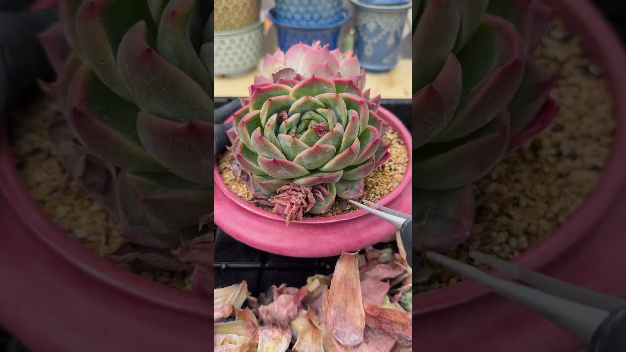 Sustainable Indoor Succulent Formula 🌿 Long Term Care That Pays Off