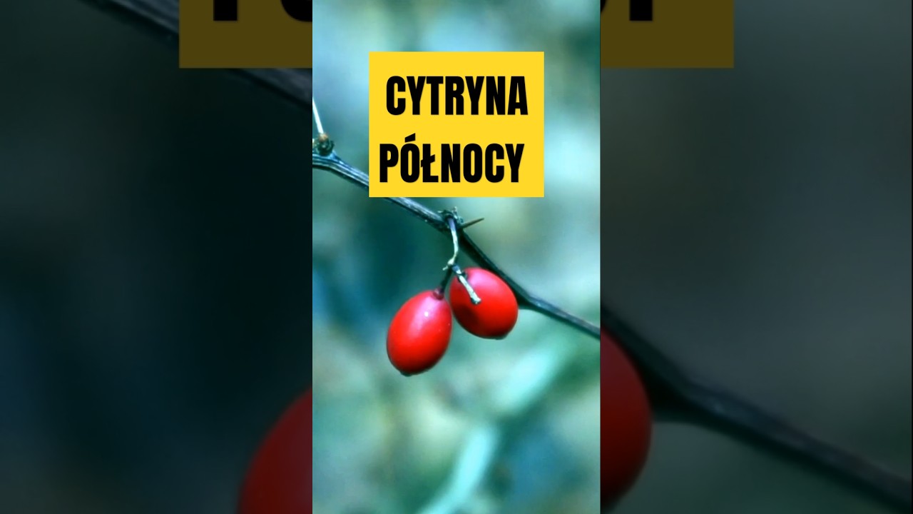 Cytryna P&oacute;łnocy w Lesie?! Dlaczego Berberys Jest Rzadki i Jak Go Wykorzystać!