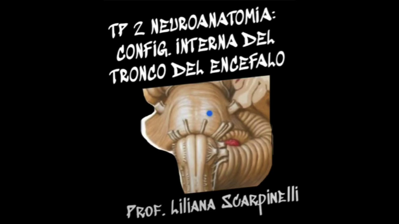 Neuroanatomía Tp2: CONFIGURACIÓN INTERNA DEL TRONCO DEL ENCÉFALO
