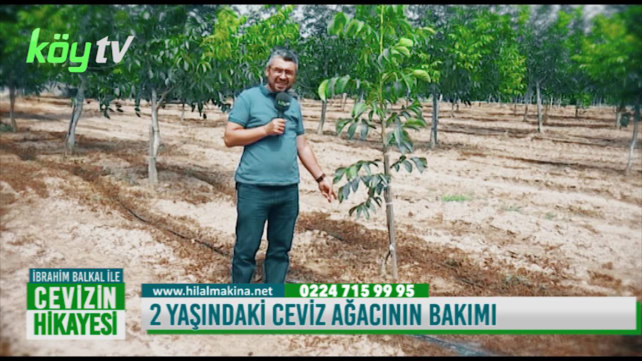 2 Yaşındaki Ceviz Ağacının Bakımı Nasıl Yapılır?