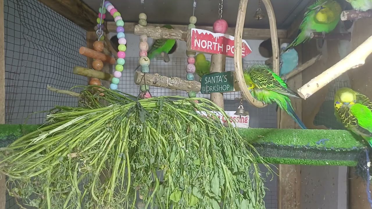 How Smart Are Parrots? Let’s Test Them!