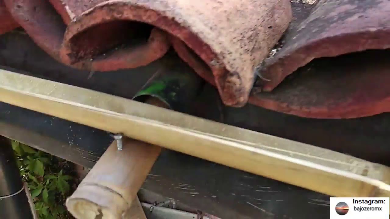 Cómo usar el bambú para cosecha de agua