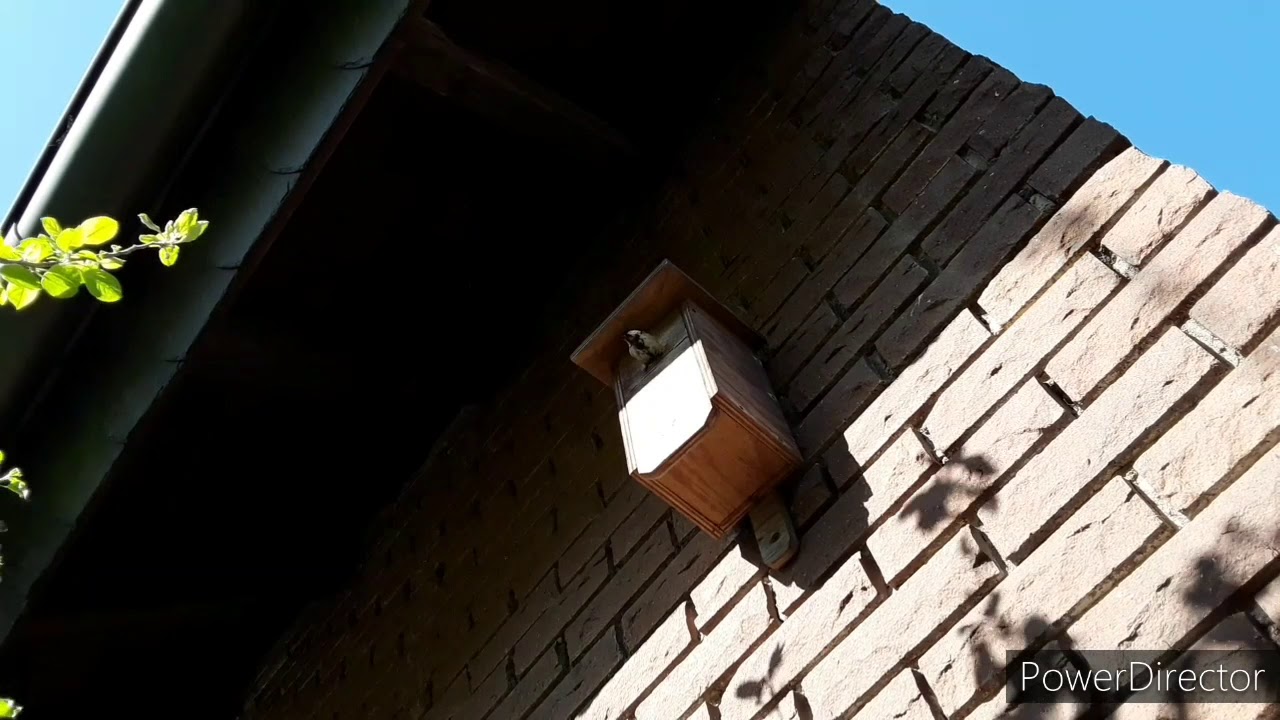 Ein Frühjahr mit den Kohlmeisen /Sonja Wiese