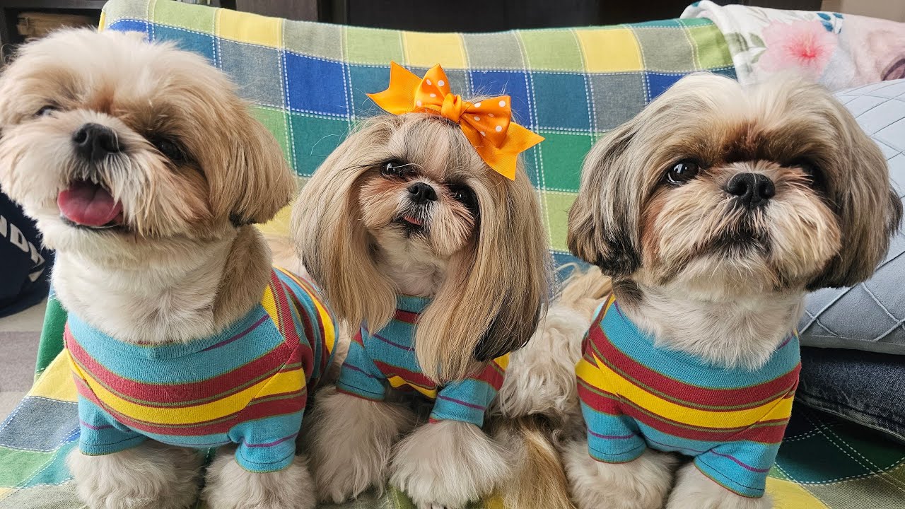 しおまめはなチャンネル      【シーズー多頭飼いの日常】 がライブ配信中！