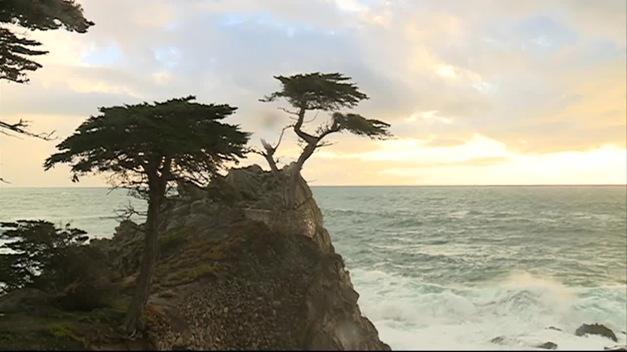 Locals, tourists saddened by the damage to the Lone Cypress
