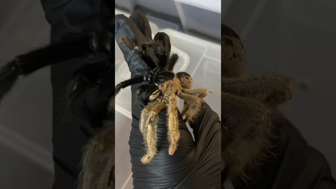 Rarest spider in the world - the two gender Tarantula