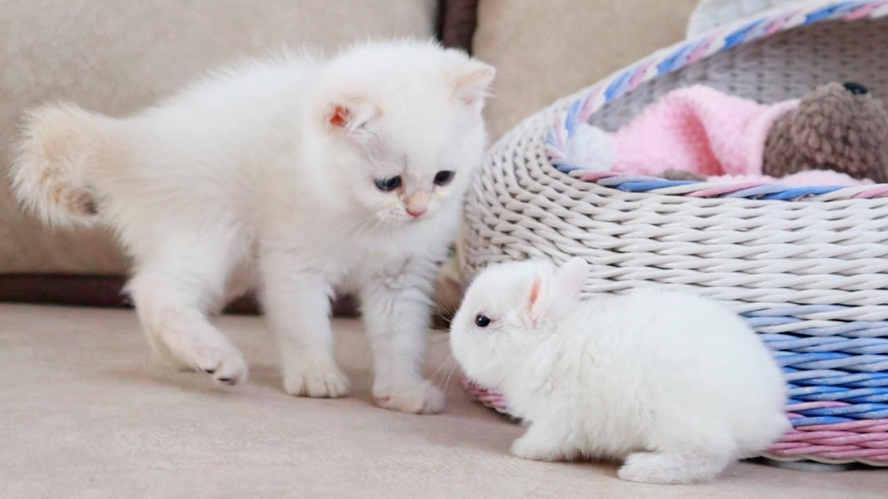 Белый котенок и крошечные кролики 🥰 Это так мило!