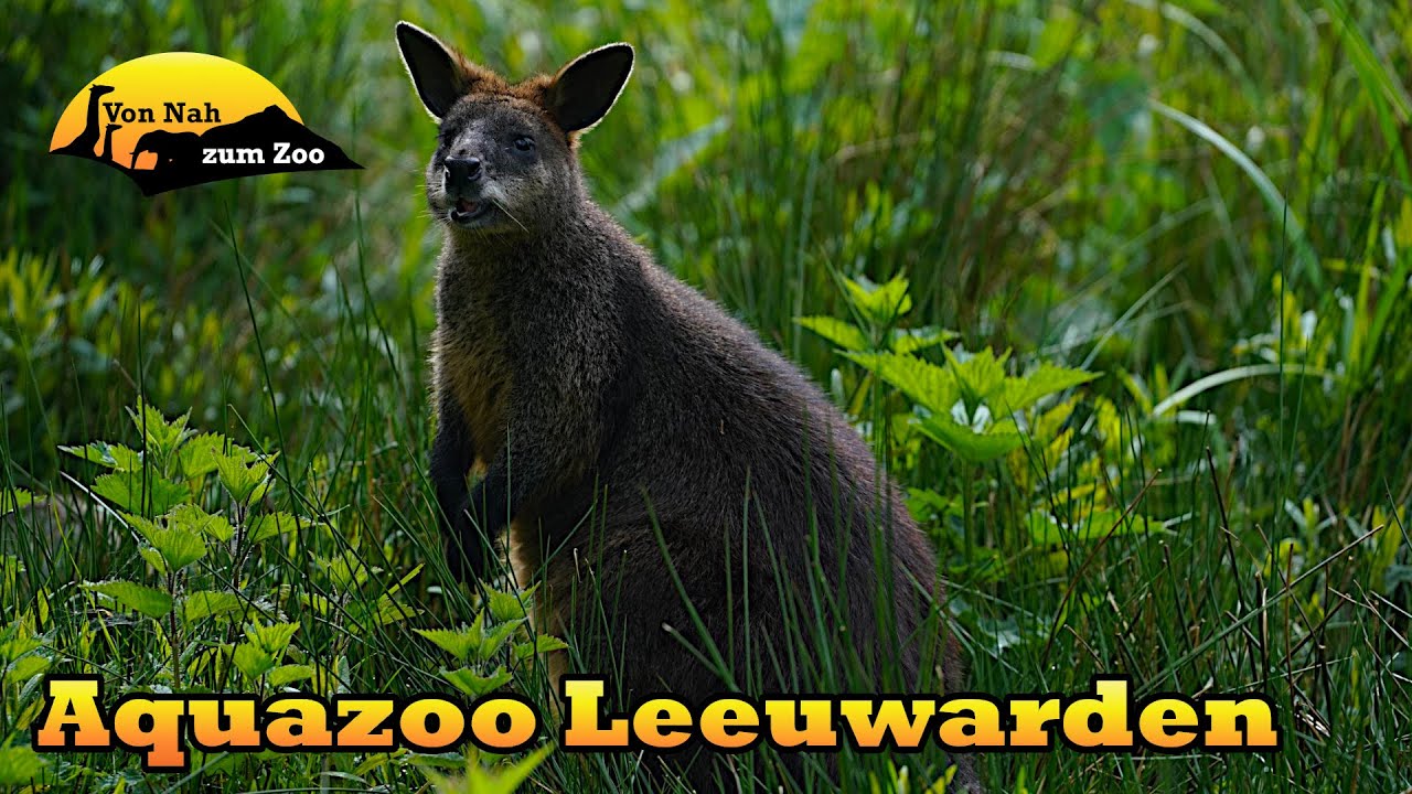 Aquazoo Leeuwarden - Ein feuchtfröhliches Abenteuer? - Von Nah zum Zoo 4k