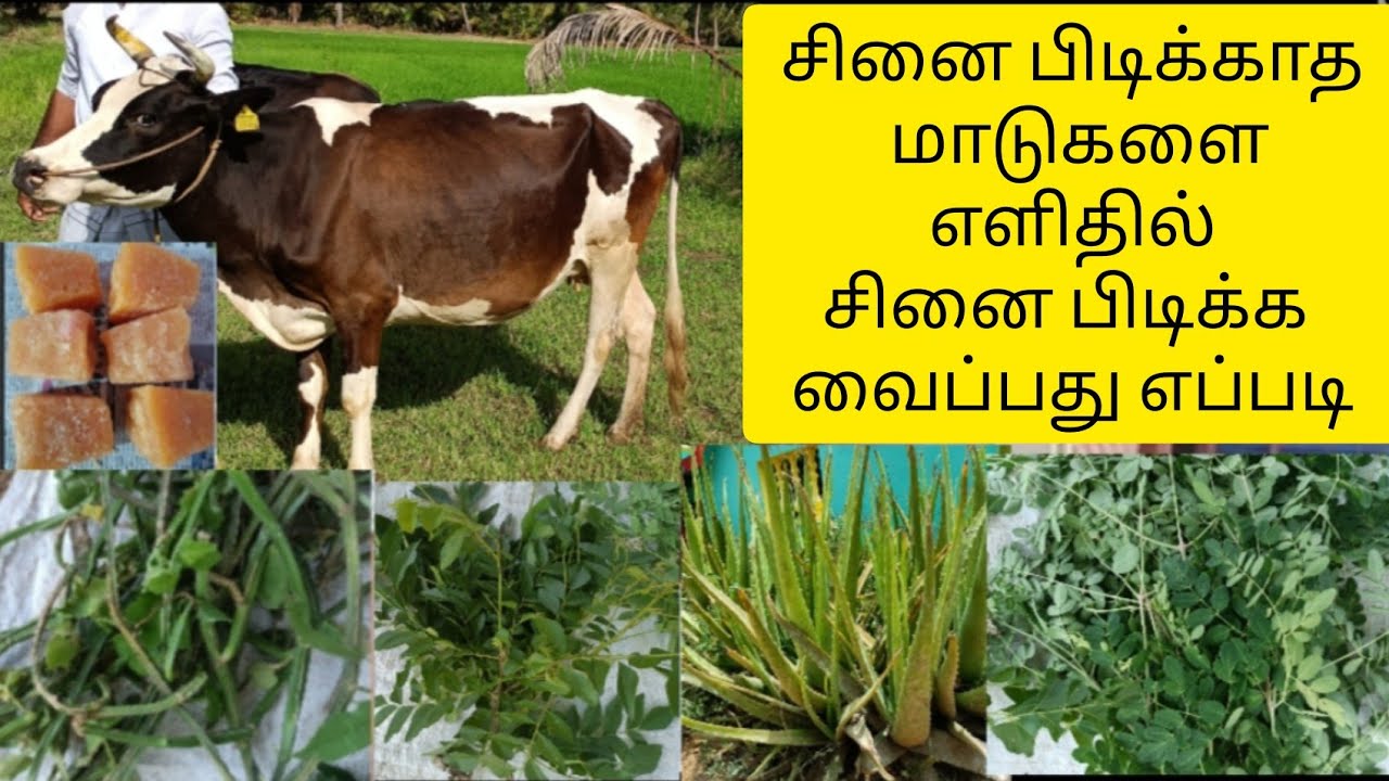 சினை பிடிக்காத மாடுகளை எளிதில் சினை பிடிக்க வைப்பது எப்படி ?