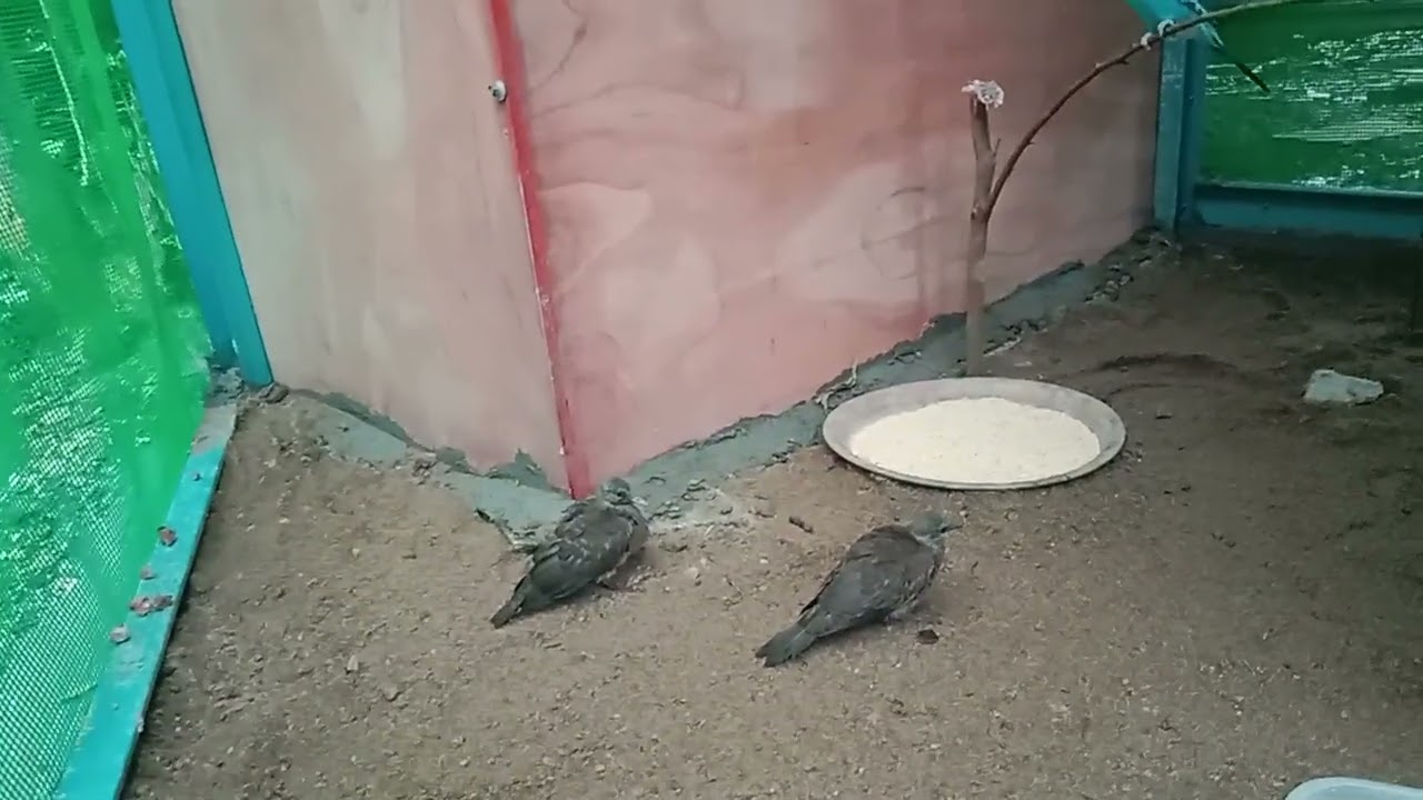 Burung parkit kita sedih karna di tinggal lari sama si betina nya