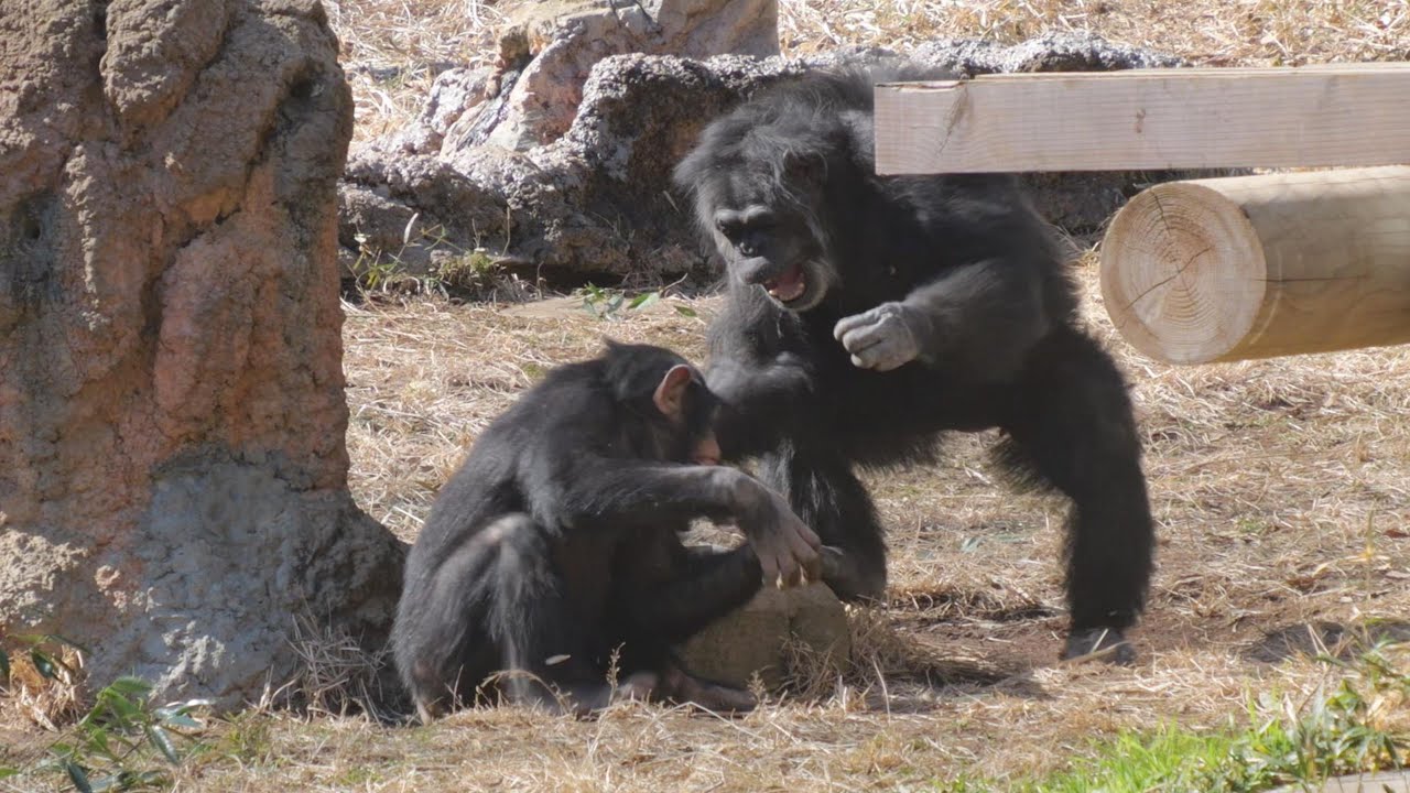 マリナとデッキーキレる、誰に？　多摩動物公園　チンパンジー　202502
