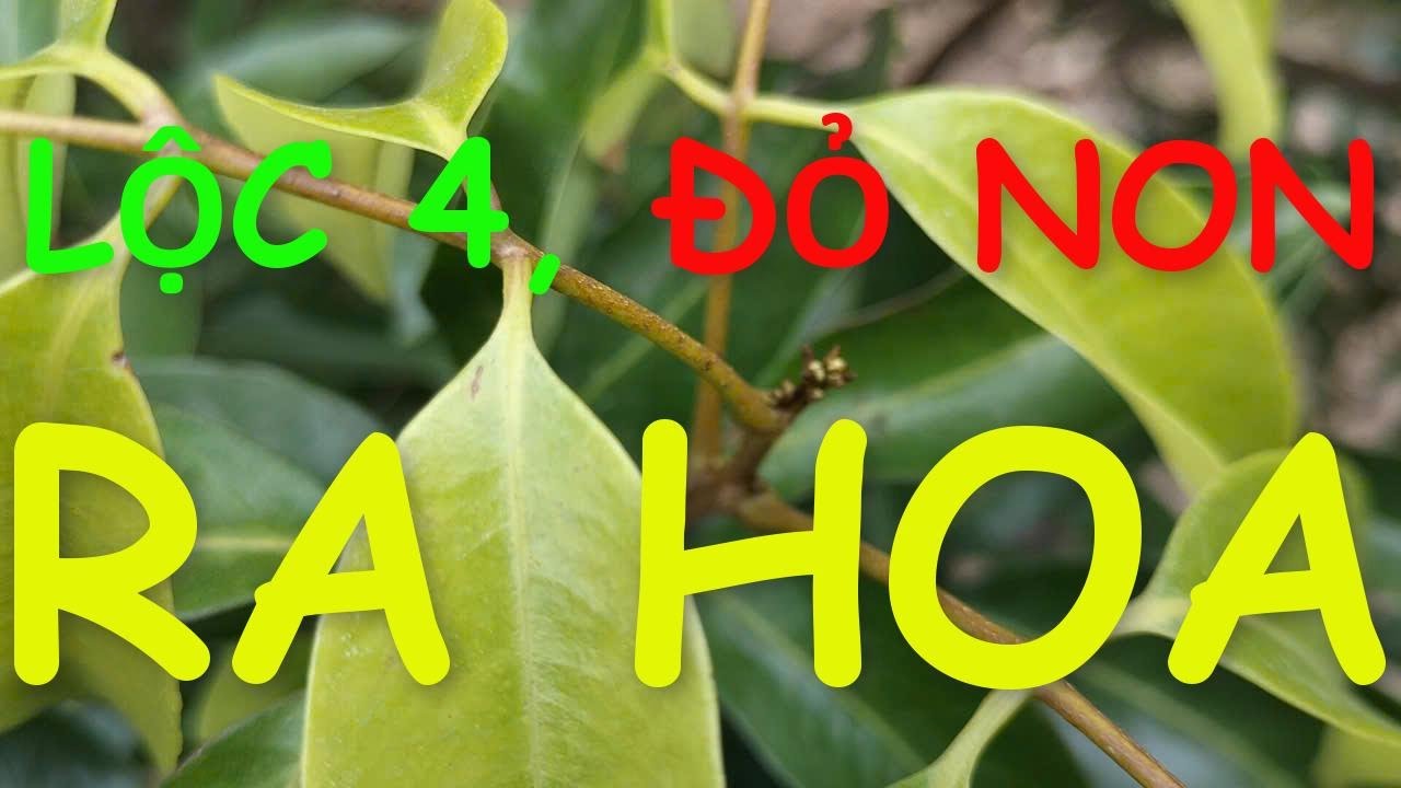 Đỏ hay vàng cũng ra hoa sau phun HTC, cày đứt rễ, rắc vôi và phun NPK giàu lân.