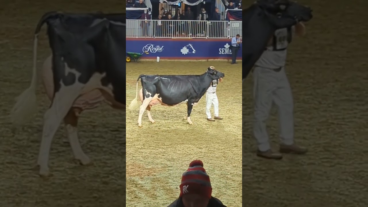 ⚠️Top Class Hf Cow⚠️   #short #shorts #youtube  #quality #cow #hf #jersey