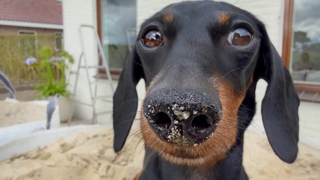 Renovating our house & garden. Our Mini Dachshunds are helping us.
