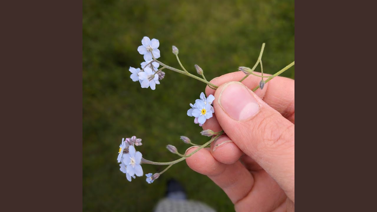 Forget me Not
