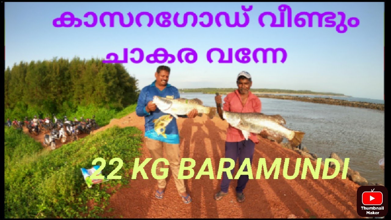 കാസറഗോഡ് വീണ്ടും ചാകര വന്നേ kasaragod fishing# baramundi fishing#