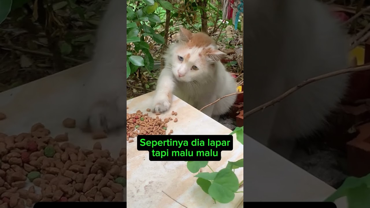 kucing lapar 