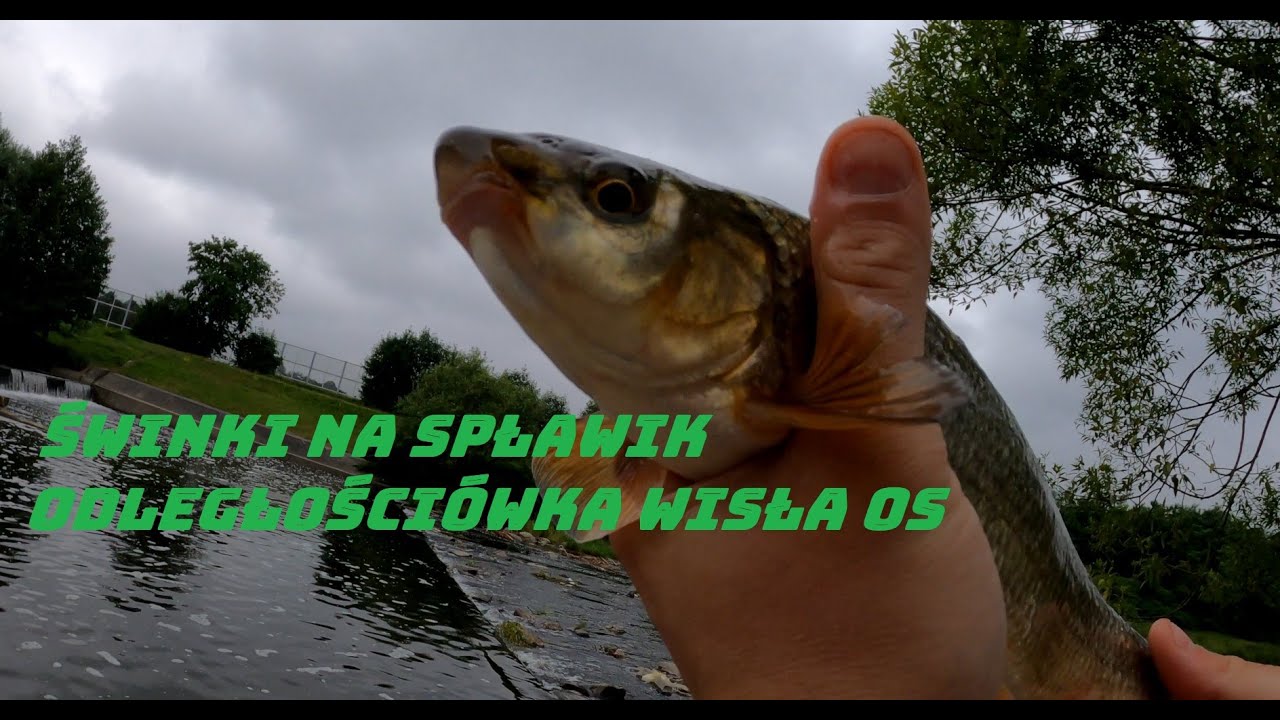 Świnki na spławik - Odległościówka MATCH na OS Wisła I 4K