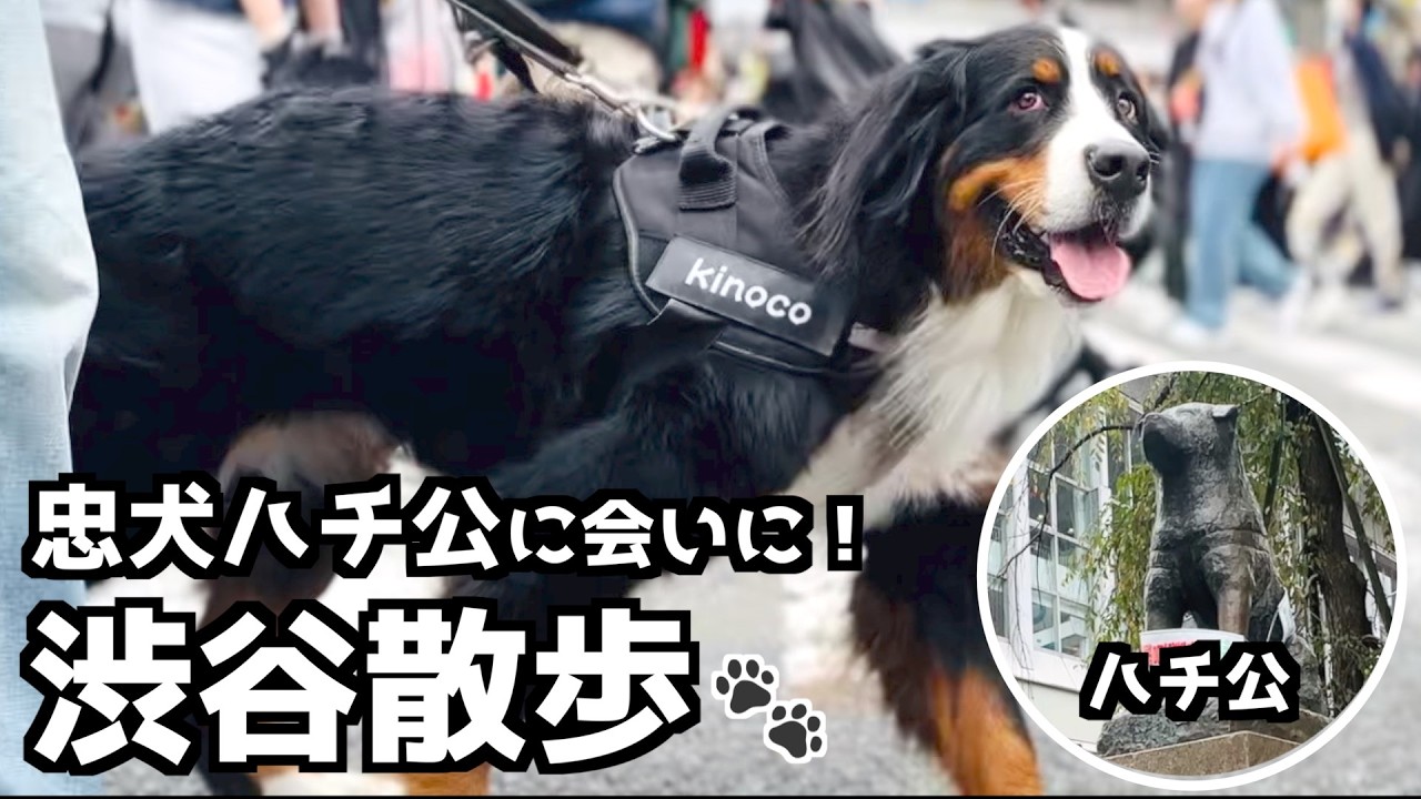 渋谷の街をバーニーズと散策！ハチ公と一緒に記念撮影