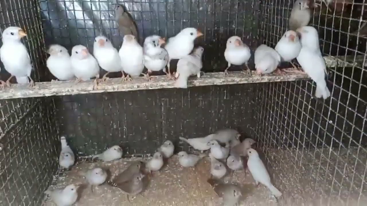 #birds 