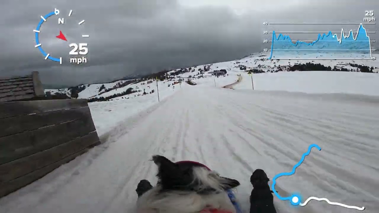 Rodeln: Dog Sledding; Bullaccia at Seiser Alm