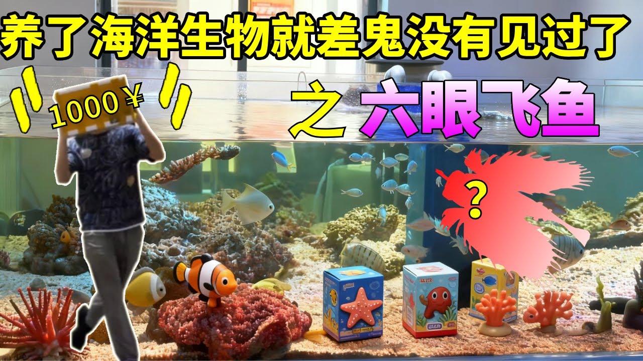 神秘海洋生物盲盒开始之后，就差鬼没有见过了，这次安排六眼飞鱼#诺亚方缸 #大魚 #海洋生物