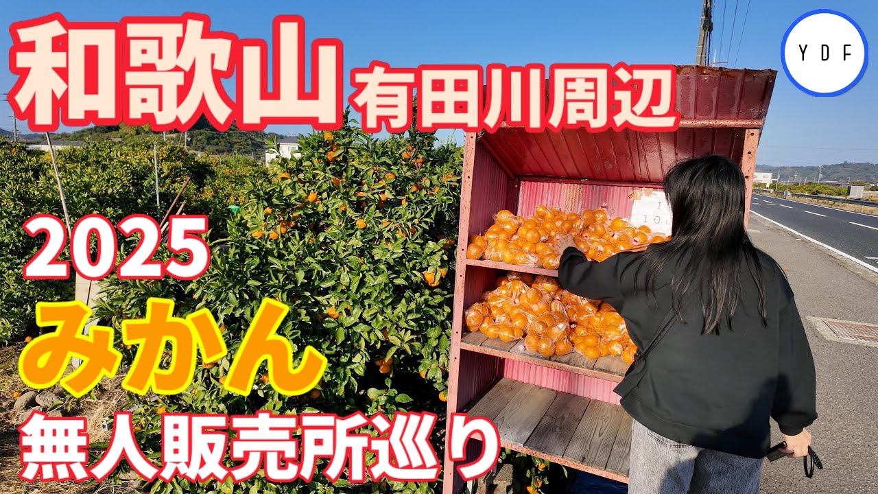 【車中泊】2025 今年もやっぱり安かった！！ |和歌山 | 有田川周辺 | みかん無人販売所巡り